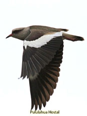 Andean Lapwing