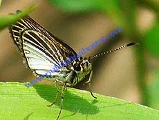 Delicate skipper