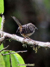 Band-backed Wren _Campylorhynchus  zonatus