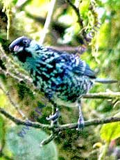 Beryl-spangled_Tanager