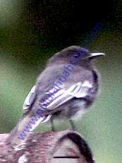 Black-Phoebe