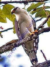 Black-and-white-Hawk-Eagle