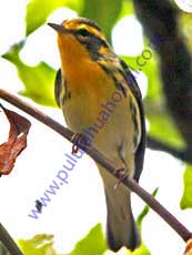 Blackburnian Warbler