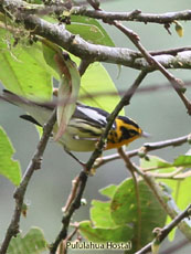 Blackburnian-Warbler_Dendroica-fusca