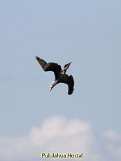 Blue-footed Booby