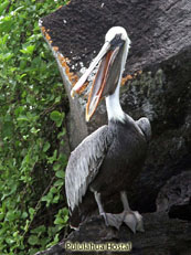 Brown Pelican