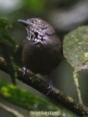 Checker-throated Antwren