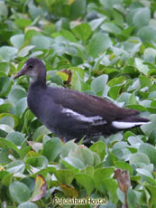 Common Gallinule Juvenile