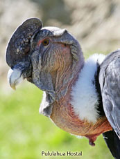 Andean Condor