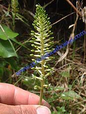 Cranichis Ciliata