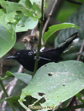 Dot-winged Antwren