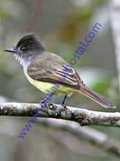 Dusky-capped Flycatcher