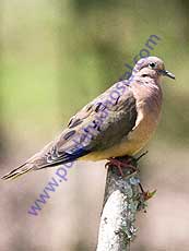 Eared-Dove