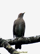 Ecuadorian Thrush