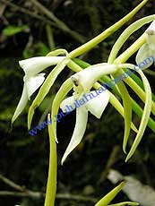 Epidendrum macrophorum