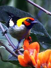 Flame-faced Tanager