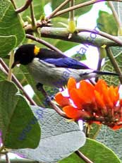 Golden-collared Honeycreeper