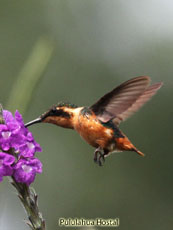 Gorgeted Woodstar Female