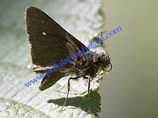 Grass Skipper