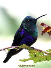 Green-crowned Woodnymph