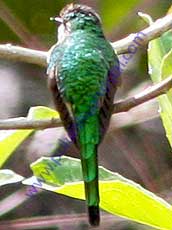 Green-tailed-Trainbearer