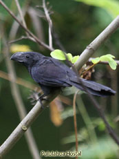 Grooved-billed Ani