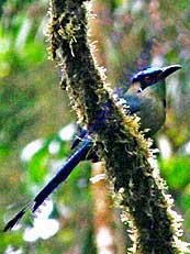 Highland Motmot