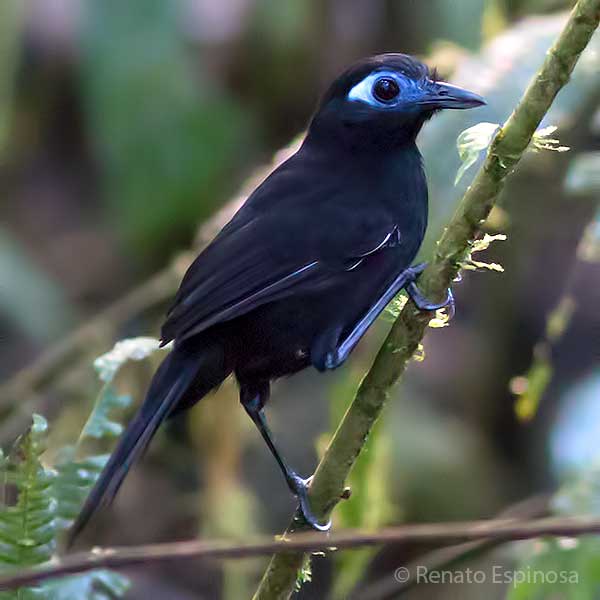 Inmaculate Antbird