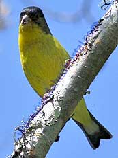 Lesser Goldfinch