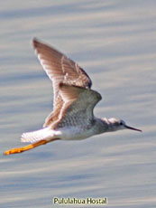 Lesser Yellowlegs_Tringa flavipes