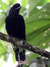 Long Wattled Umbrellabird