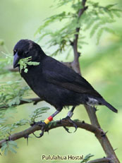 Medium Ground-Finch_Geospiza fortis