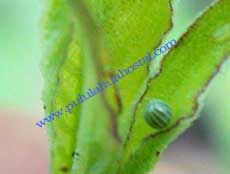 Butterfly Egg