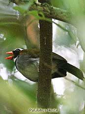 Oranged-billed-sparrow - Arremon aurantiirostris