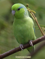 Pacific-Parrolet