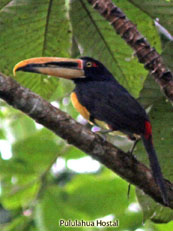 Pale-mandible Aracari