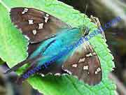 Observacion de Mariposas