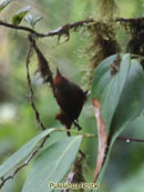 Red-faced Spinetail