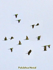 Red-masked Parakeet