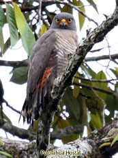 Roadside Hawk