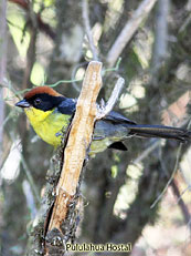 Rufous-naped-Brush-Finch