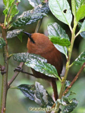 Rufous Wren