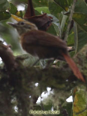 Scaly-throated Foliage Glener