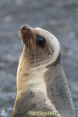 Sea Lion