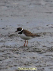 Semipalmated Plover 