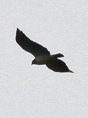 Short-tailed Hawk