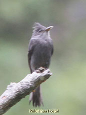 Smoke-colored-Pewee_Contopus-fumitgatus