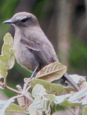 Smoky-Bush-Tyrant_Myiotheretes-fumigarus