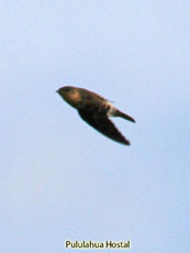 Southern Rough-winged Swallow