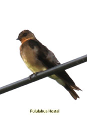 Southern Rough-winged Swallow